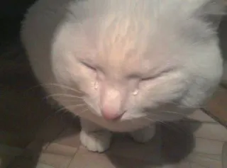 🌟 gato, chorando, triste, animal, animal de estimação, lágrimas telegram sticker