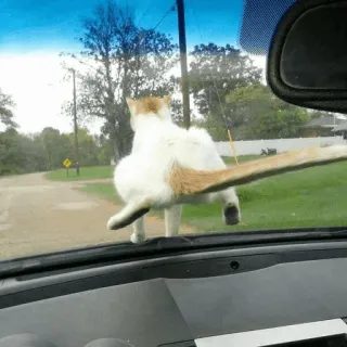 😾 cat, animal, windshield, road, car, automobile telegram sticker
