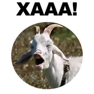 😅 XAAAA! chèvre, animal, drôle, mème, criant, chèvre blanche whatsapp sticker