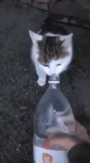 🌟 chat, animal, eau, bouteille, boire whatsapp sticker
