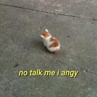 💛 no talk me i angy gato, bravo, meme, gatinho, engraçado, animal de estimação, animal telegram sticker