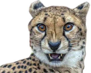 ⁉ cheetah, animal, wildlife, cat, predator, mammal whatsapp sticker