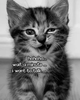 😌 hahaha...
wait a minute ...
i want to talk ..... kucing, anak kucing, lucu, hewan, hewan peliharaan, meme telegram sticker