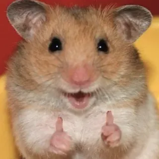 👍 hamster, mignon, animal, rongeur, pouce levé, positif, joyeux telegram sticker