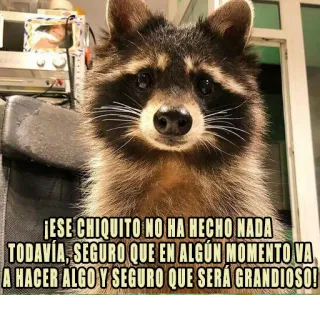 👌 ¡ESE CHIQUITO NO HA HECHO NADA
TODAVÍA, SEGURO QUE EN ALGÚN MOMENTO VA
A HACER ALGO Y SEGURO QUE SERÁ GRANDIOSO! rakun, lucu, kocak, hewan, meme whatsapp sticker