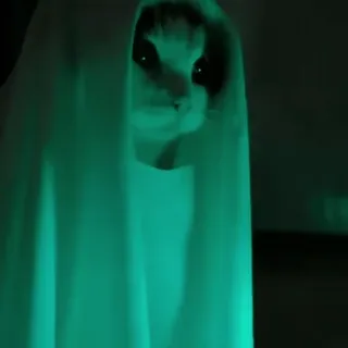 🐾 gato, fantasma, assustador, halloween, animal, animal de estimação, fofo telegram sticker