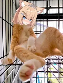 💋 Anime, Gatto, Ibrido, Animale, Carino, Kawaii telegram sticker
