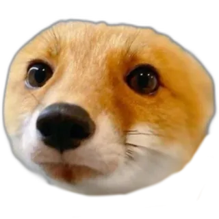 ⛄ fox, animal, cute, meme telegram sticker
