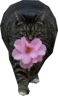 🌸 gato, flor, mascota, animal, lindo, naturaleza telegram sticker