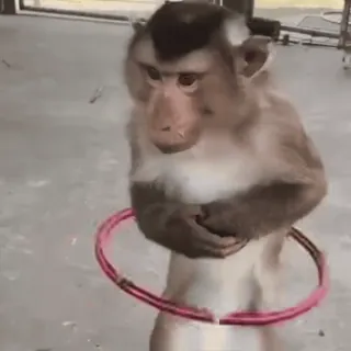 🐵 monkey, animal, hula hoop, mammal, pet, cute, wildlife whatsapp sticker