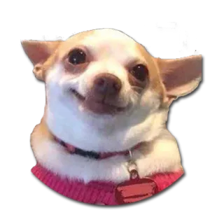 😁 dog, chihuahua, animal, pet, cute, sticker telegram sticker