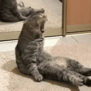 😫 Katze, Gähnen, Lustig, Tier, Haustier, Faul, Faul telegram sticker