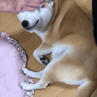 🐕 Hund, Shiba Inu, Tier, Haustier, liegend, süß telegram sticker