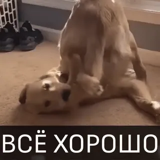 🙃 ВСЁ ХОРОШО cane, divertente, carino, animale, animale domestico telegram sticker