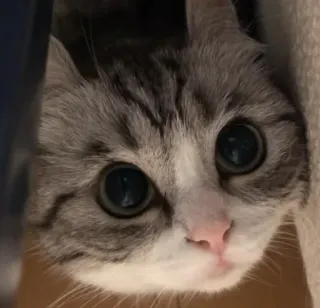 🥺 cat, kitten, animal, cute, pet, eyes whatsapp sticker