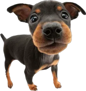 🥺 cane, cucciolo, carino, animale, animale domestico, pinscher nano telegram sticker