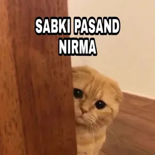 🍁 SABKI PASAND NIRMA Katze, Meme, Süß, Tier, Kätzchen, Nirma telegram sticker