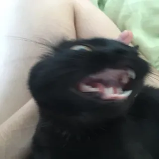 🐱 gato, animal, gato negro, mascota, gato bostezando, animal doméstico telegram sticker
