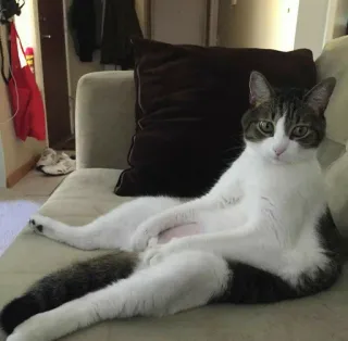 🎥 cat, animal, pet, domestic animal, couch, relaxing, lazy telegram sticker