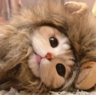 😺 gato, gatinho, leão, fofo, animal, animal de estimação whatsapp sticker