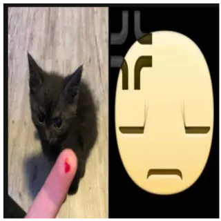 😥 猫, 小猫, 受伤, 表情符号 telegram sticker