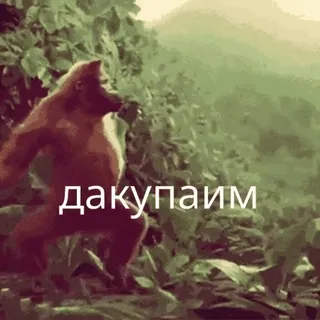 🤪 дакупаим 大猩猩, 动物, 森林, 猿 telegram sticker