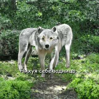 🤓 Нихуя себе задница... หมาป่า, มีม, ตลก, หยาบคาย, สัตว์ telegram sticker