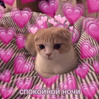 🩹 СПОКОИНОИ НОЧИ Katze, Herzen, Süß, Gute Nacht whatsapp sticker