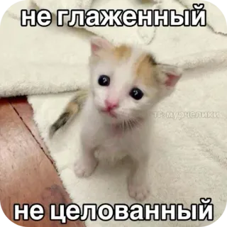 🧳 не глаженный не целованный telegram sticker