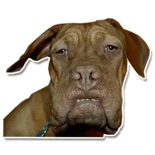 🤨 dog, animal, pet, mastiff, brown whatsapp sticker