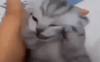 😧 猫, 子猫, ペット, 動物, 飼い猫, かわいい telegram sticker