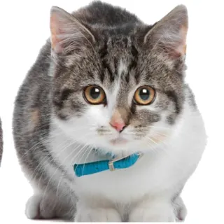 😹 cat, kitten, pet, animal, domestic, feline telegram sticker