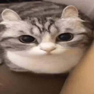 🤯 mèo, động vật, dễ thương, thú cưng, mèo con telegram sticker