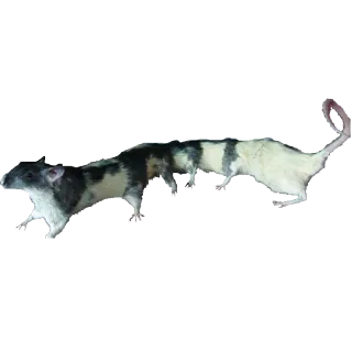 🐀 rat, animal, rongeur, nuisible whatsapp sticker
