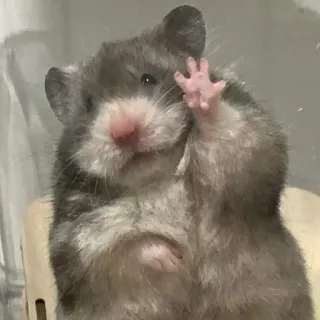 🤗 hamster, animal, mignon, rongeur, animal de compagnie, mammifère telegram sticker