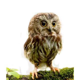 😍 owl, bird, wildlife, cute, animal, nature telegram sticker