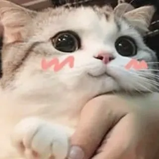 🥰 고양이, 귀여운, 애완동물, 동물, 새끼 고양이, 복슬복슬한, 반려동물 telegram sticker