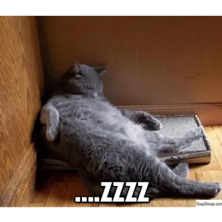 😴 .....ZZZZ gato, durmiendo, cansado, zzz, perezoso telegram sticker
