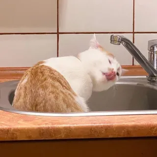 🥵 Katze, Tier, Wasserhahn, Spüle, Wasser, Haustier, Haustier telegram sticker