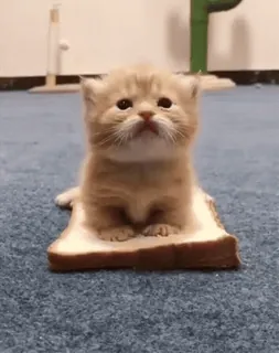 🥖 고양이, 새끼 고양이, 빵, 토스트, 귀여운, 동물, 애완 동물 telegram sticker