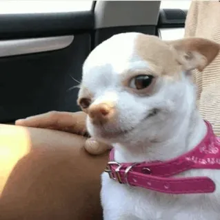 😏 dog, chihuahua, animal, pet, cute, funny telegram sticker