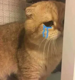 😭 cat, sad, cry, cute, pet, animal, meme telegram sticker
