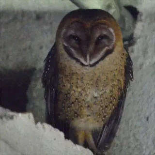 😏 búho, pájaro, animal, naturaleza, fauna telegram sticker