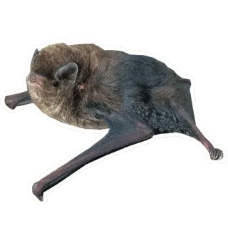 😈 bat, animal, mammal, flying, wildlife, nature telegram sticker