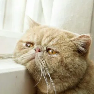 😺 chat, animal, animal de compagnie, triste, mignon, domestique, félin, fenêtre telegram sticker