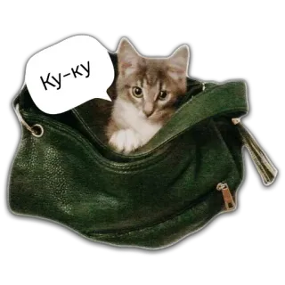 👋 Ку-ку Katze, Kätzchen, Tier, Tasche, süß, Haustier telegram sticker