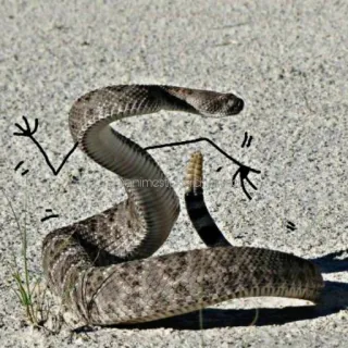 😆 schlange, tier, reptil, natur whatsapp sticker