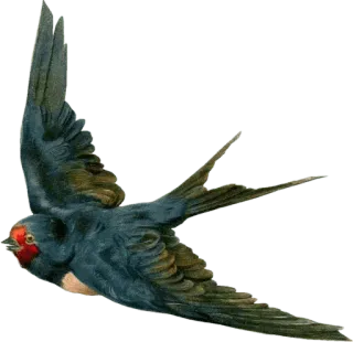 🕊 นก, นกนางแอ่น, สัตว์, สัตว์ป่า, บิน, ธรรมชาติ telegram sticker