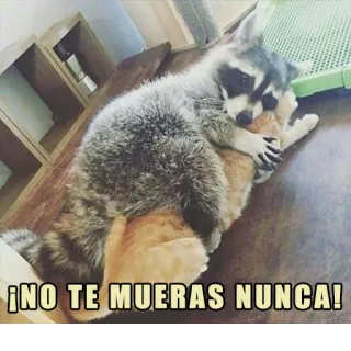 💚 ¡NO TE MUERAS NUNCA! rakun, kucing, peluk, hewan, meme, lucu, persahabatan whatsapp sticker