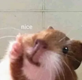 👍 nice ハムスター, ミーム, かわいい, 動物, げっ歯類 telegram sticker
